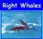 Whales Travel Guide - NullarnorNet.com.au
