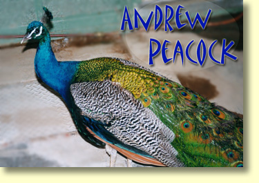 Andrew Peacock -  a former Liberal politician and ambassador to the U.S. Australians will understand this is a bad joke!