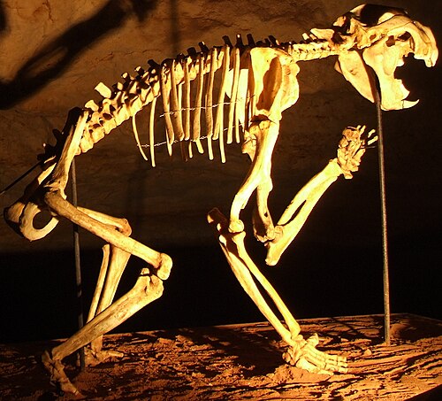 Skeleton of a marsupial lion, Thylacoleo carnifex, mounted in a crouching pose
