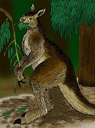 Drawing of a giant short-faced kangaroo standing upright and reaching for leaves