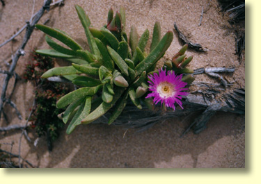 Pigface plants are highly adapted to salty soils. When in dire need , Aborigines and early Australian explorers sometimes used the plant  as a source 