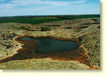 Rare water plants and tadpoles can be found in Pildappa's gnammas.