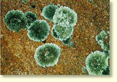 Lichen growths on exposed granite surfaces. Take care walking on the top of the rock when the surface is wet.