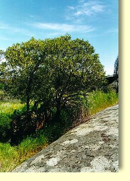 Quandong tree at the base of Pildappa Rock. Water runoff from Pildappa Rock provides a good environment for this Quandong tree.