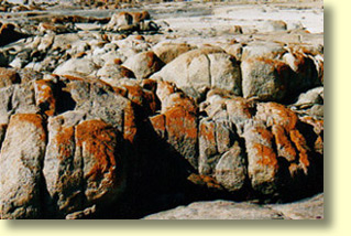 Red lichen on Granite - Smooth Pool