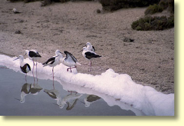 Banded Stilts