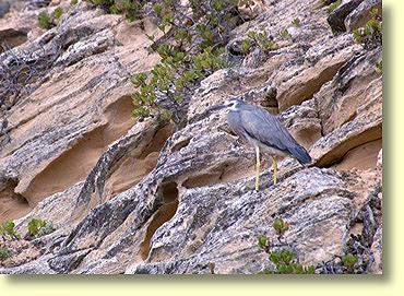 A White Faced Heron at Point Sinclair.