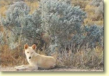 Dingos are Australia's native dog - brought to Australia by the Aborigines thousands of years ago.