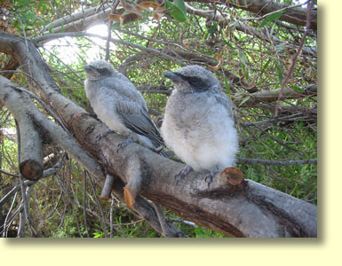 Black Cuckoo Shrike Nestlings at Eyre Bird Observatory.