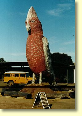 Galahs are frequently seen in Australia's grain belt. They're rarely this big however. Please do not feed the dangerous animals!
