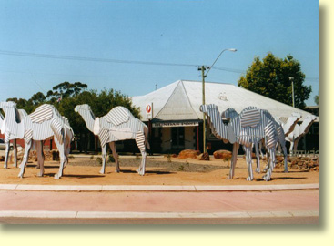 Feral Metal Camels by the Dundas Post Roundabout