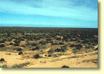 Treeless Tracts of the Nullarbor