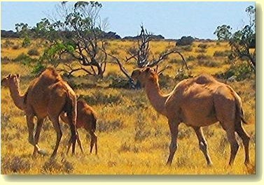 Wild Camels on the Nullarbor. These ships of the desert were first brought to Australia in the 1850s. Since then they have roamed wild over much of arid Australia.