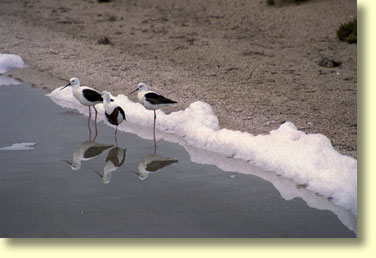 Banded Stilts searching for brine shrimp at Lake MacDonnell.