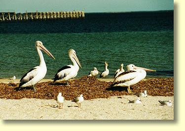 Pelicans like to laze on the beach until returning fishermen give them a feed.