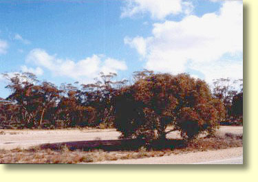 Yalata has some of the largest areas of undisturbed scrub in SA